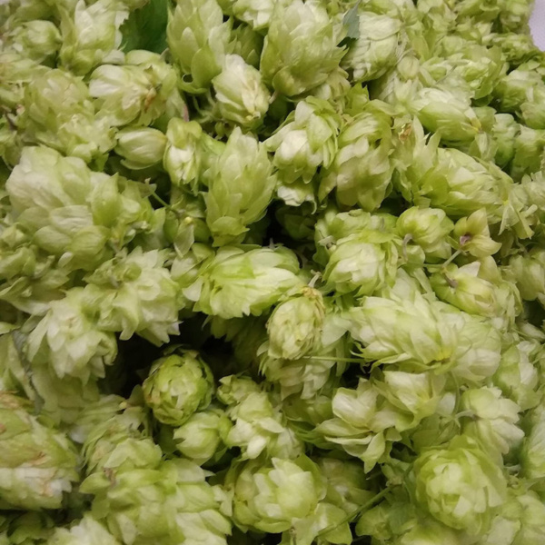 Tisane Houblon Chalouette en herbes